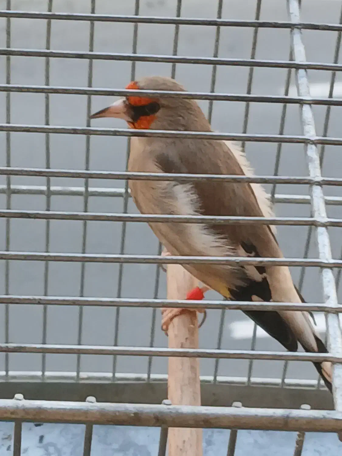 سهره دورگ کرمونی|پرنده|تهران, شهرک شهید باقری|دیوار