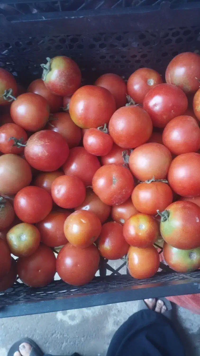 میوه|خوردنی و آشامیدنی|فسا, |دیوار