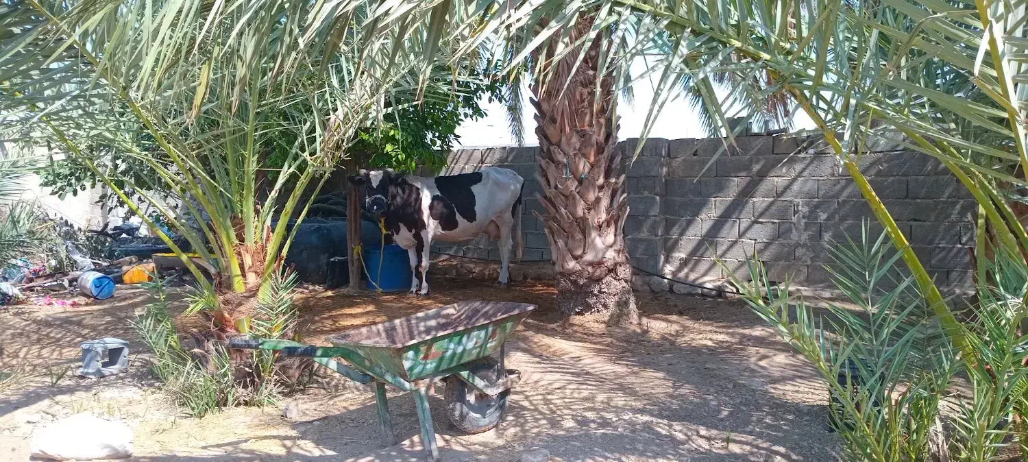 گاو و گوساله|حیوانات مزرعه|اسیر, |دیوار