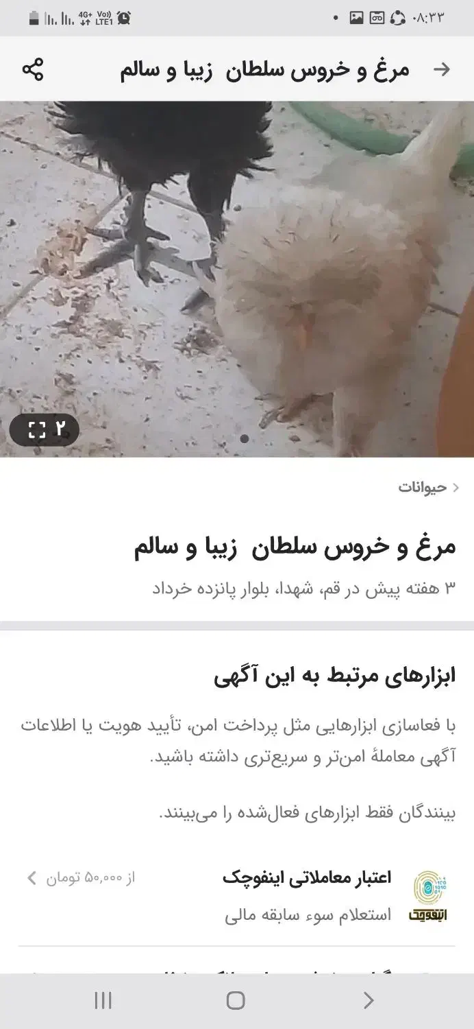 ۴ تا مرغ و خروس سلطان گرید ای کاکل بزرگ|حیوانات مزرعه|قم, شاه سید علی|دیوار