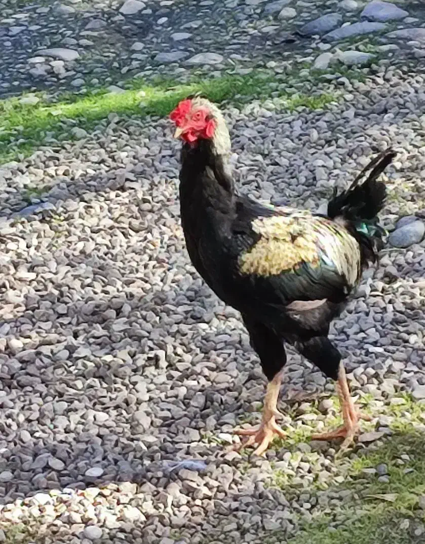 خروس|حیوانات مزرعه|رشت, حومه رشت|دیوار