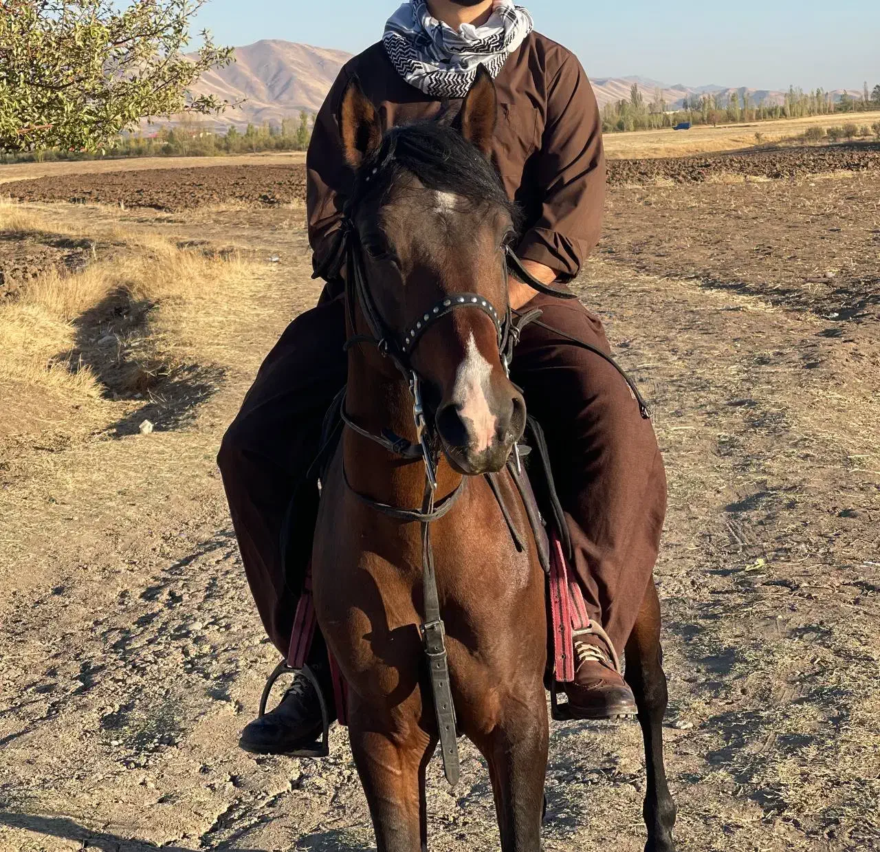 اسب|اسب و تجهیزات اسب‌سواری|پیرانشهر, |دیوار