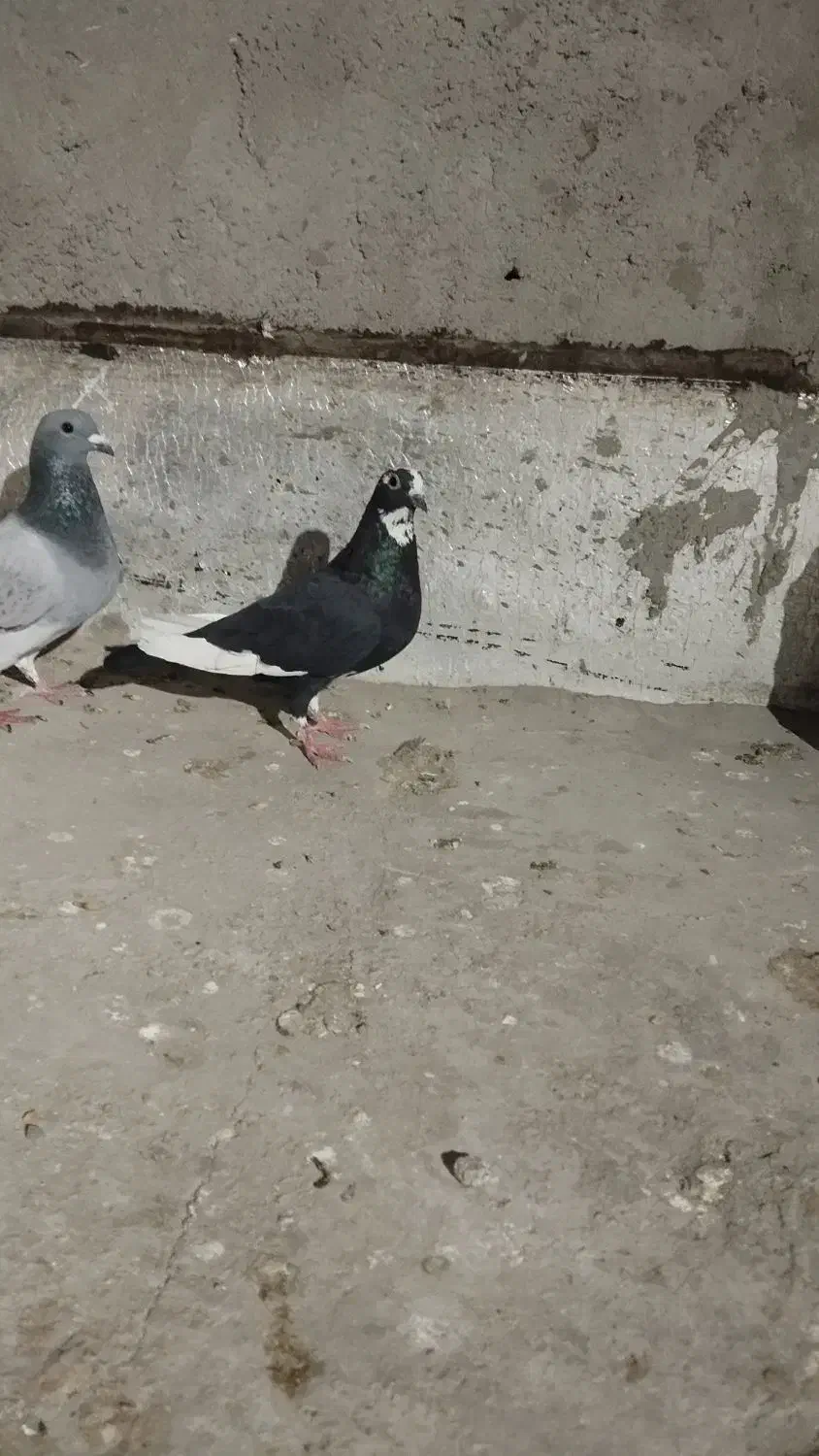 پلنگ سیاه|پرنده|زاهدان, |دیوار