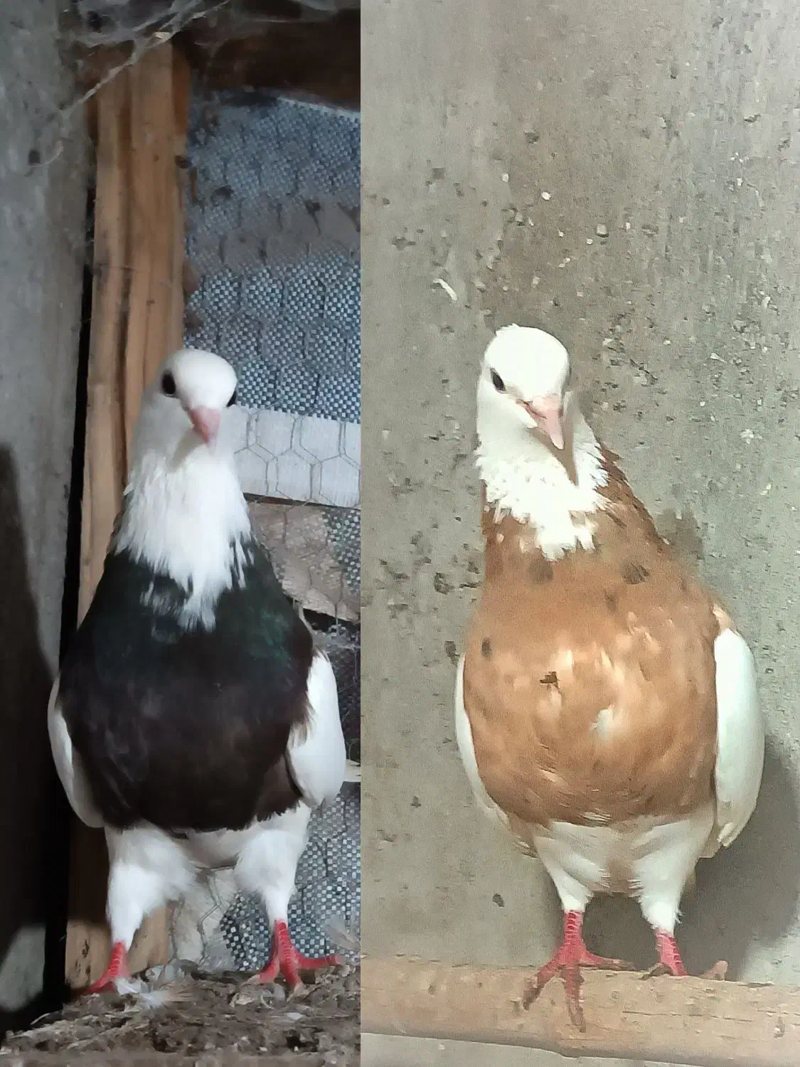 کبوتر طوقی فروشی|پرنده|لاهیجان, حزین|دیوار