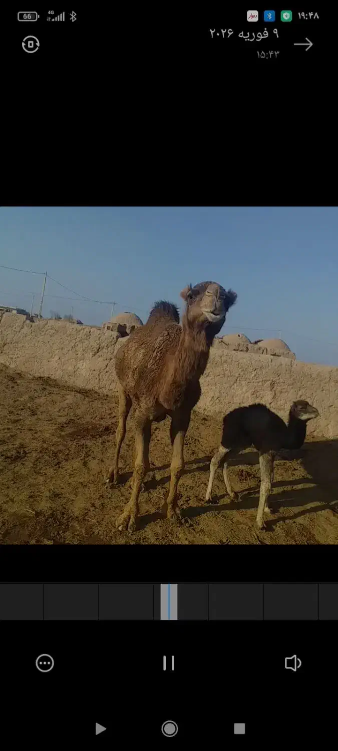 شتر زاییده  ۲۳۰|حیوانات مزرعه|باشتین, |دیوار