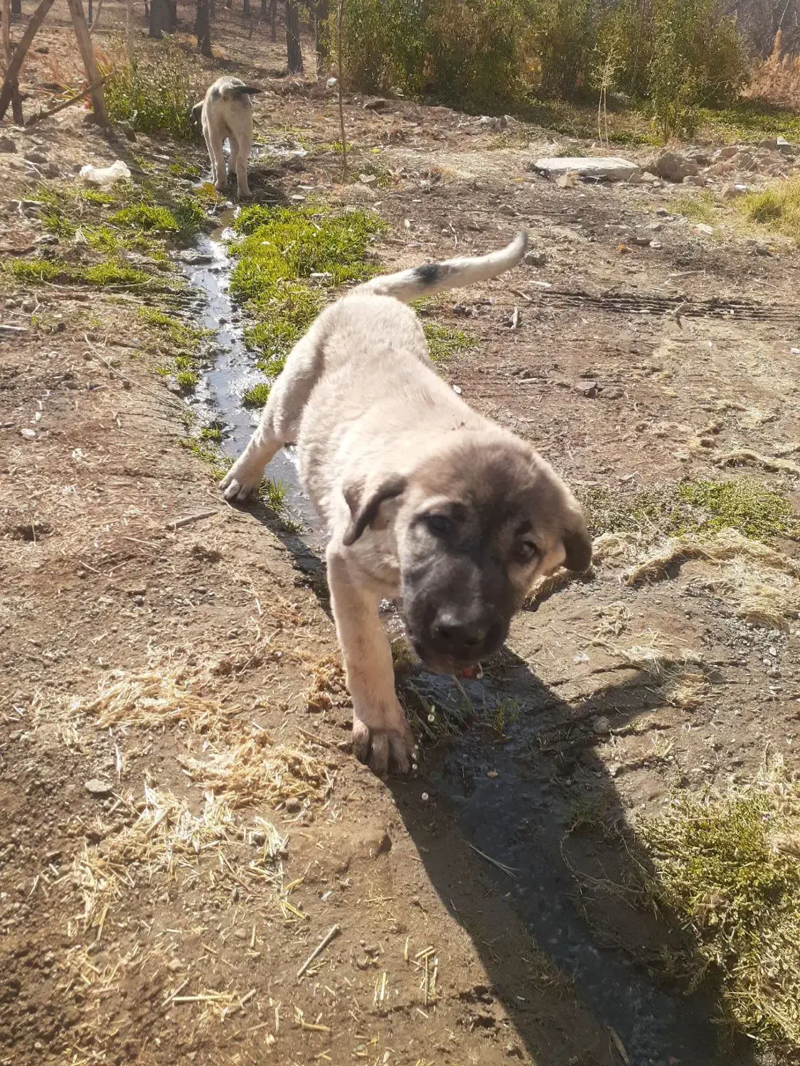 توله پژدر|سگ|تویسرکان, |دیوار