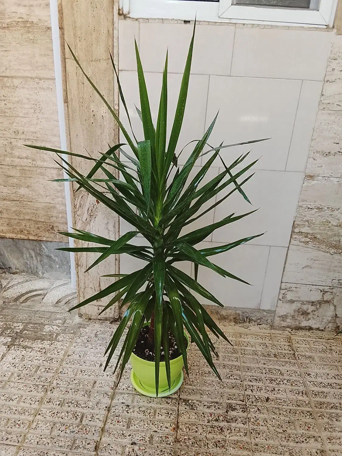 حراج گل و گیاه طبیعی|حراج|اسلام‌شهر, شهرک سعیدیه|دیوار