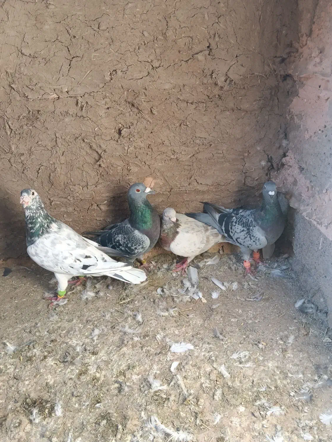 کفترا داورزن|پرنده|داورزن, |دیوار