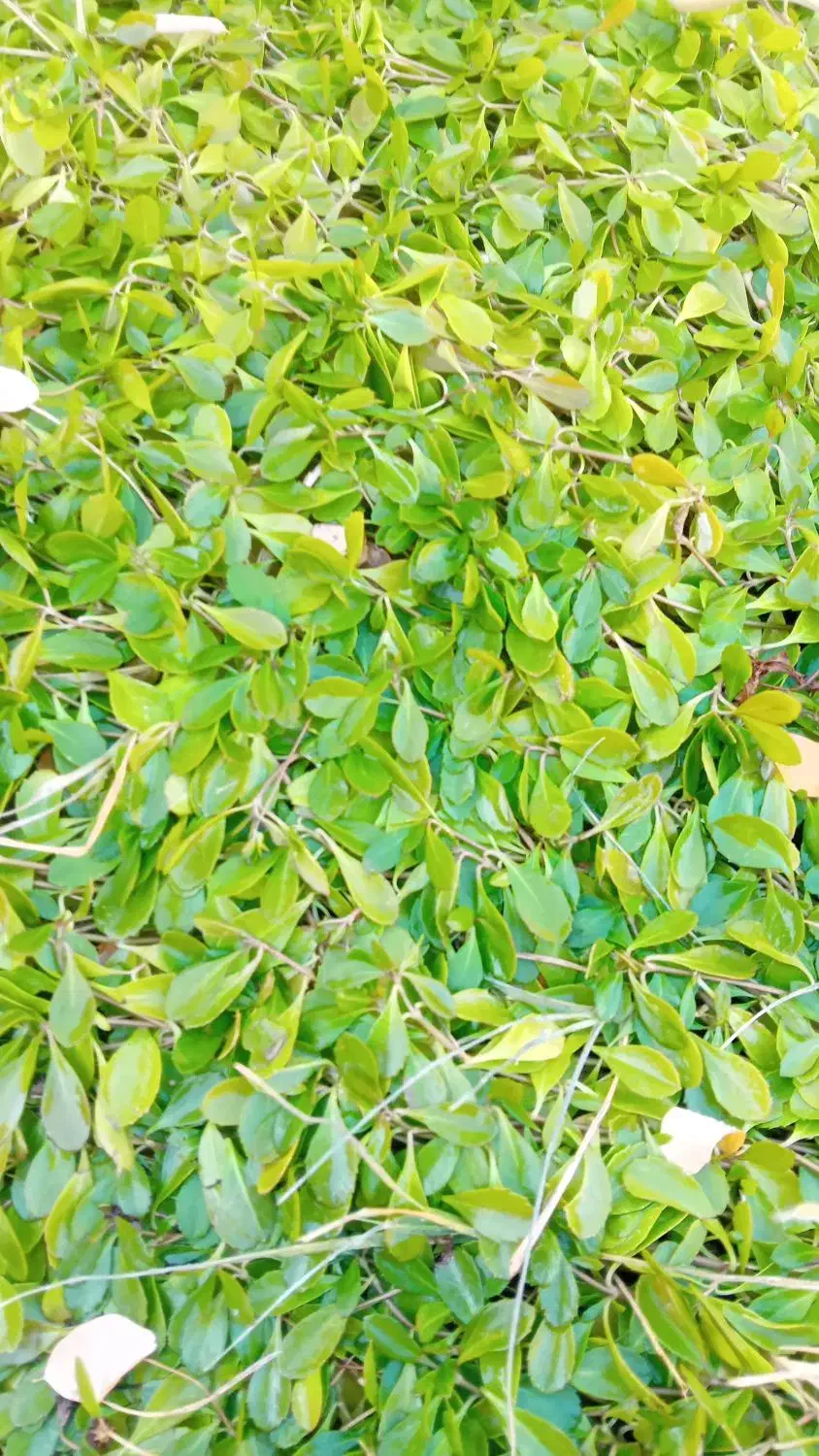 چمن رونده فرانکنیا و فیله آ|گل و گیاه طبیعی|محمدشهر, محمدشهر|دیوار