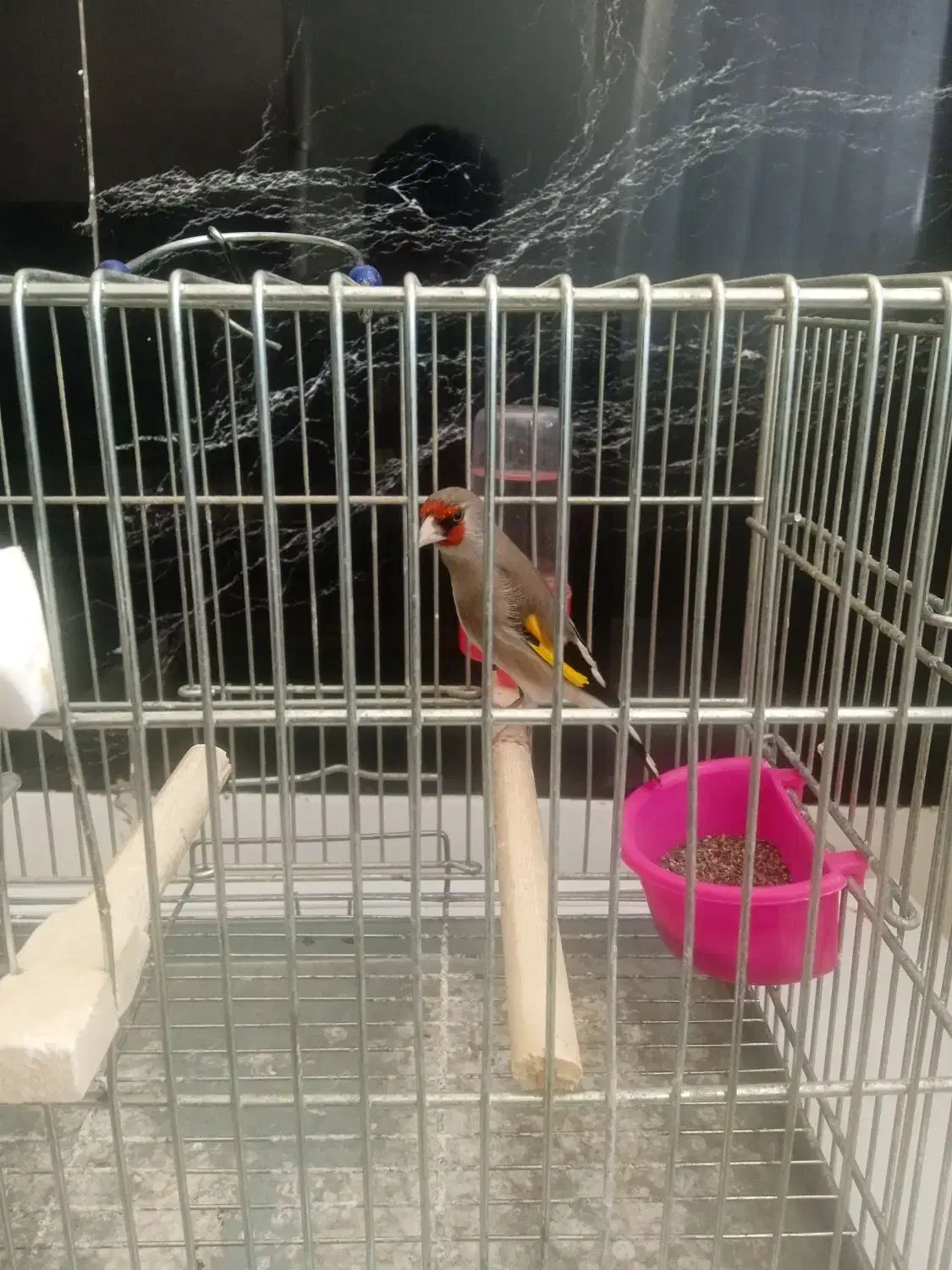 سهره کرمونی دورگ جوجه بهاره|پرنده|مشهد, زیرکن|دیوار