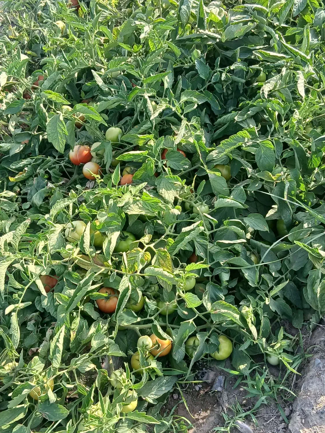 نیازمند کارگر برای کشاورزی|استخدام صنعتی، فنی، مهندسی|میناب, |دیوار