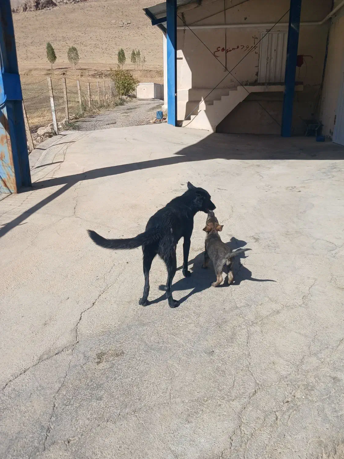 توله سگ|سگ|سیلاخور, |دیوار