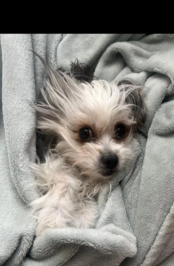 گمشده|حیوانات|تهران, ستارخان|دیوار