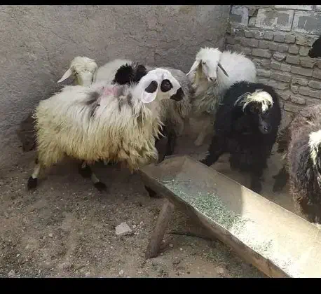بره ماده چاق|حیوانات مزرعه|شیراز, گل سرخ|دیوار
