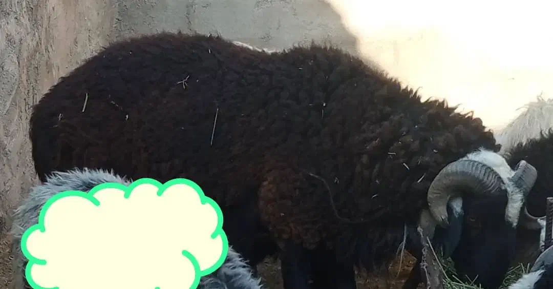 قوچ سه قلو واقعی|حیوانات مزرعه|جنت, |دیوار