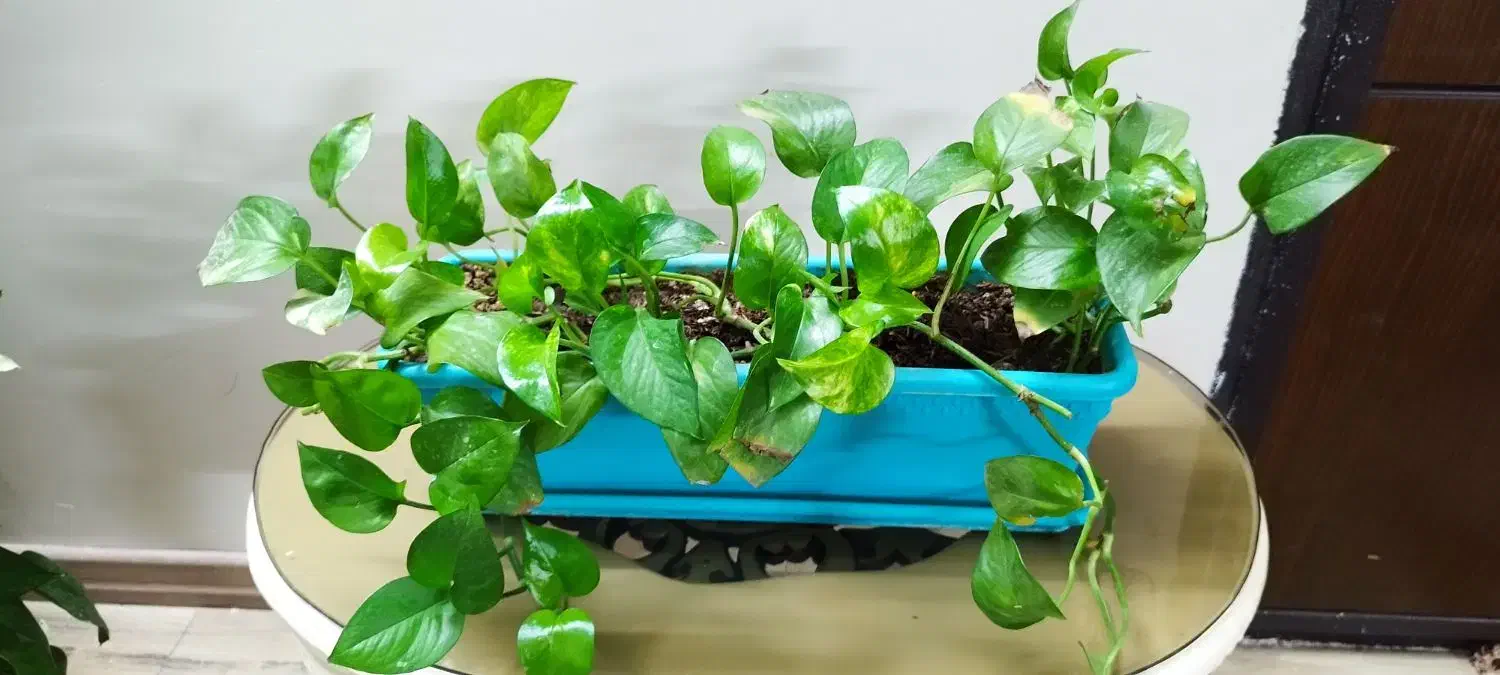 دو عدد گل گلدون بزرگ|گل و گیاه طبیعی|مشهد, آزادشهر|دیوار