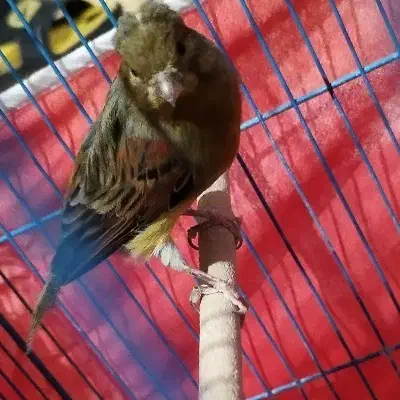 قناری سرخ نر|پرنده|مشهد مرغاب, |دیوار