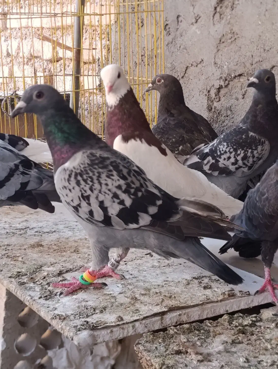 پرنده|پرنده|شیراز, آزادگان|دیوار