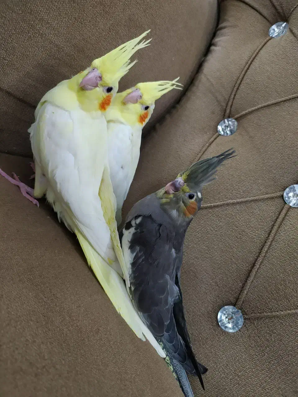 عروس هلندی|پرنده|تربت‌حیدریه, شهدا|دیوار