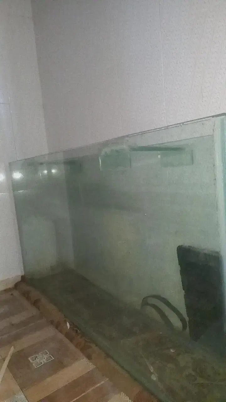 آکوریوم|ماهی|دزفول, |دیوار