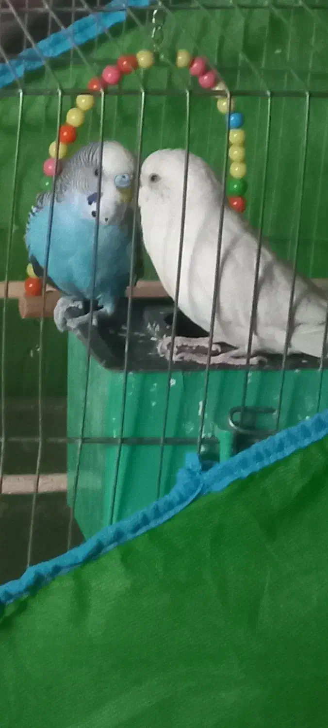 مرغ عشق|پرنده|تهران, شهرک زینبیه|دیوار