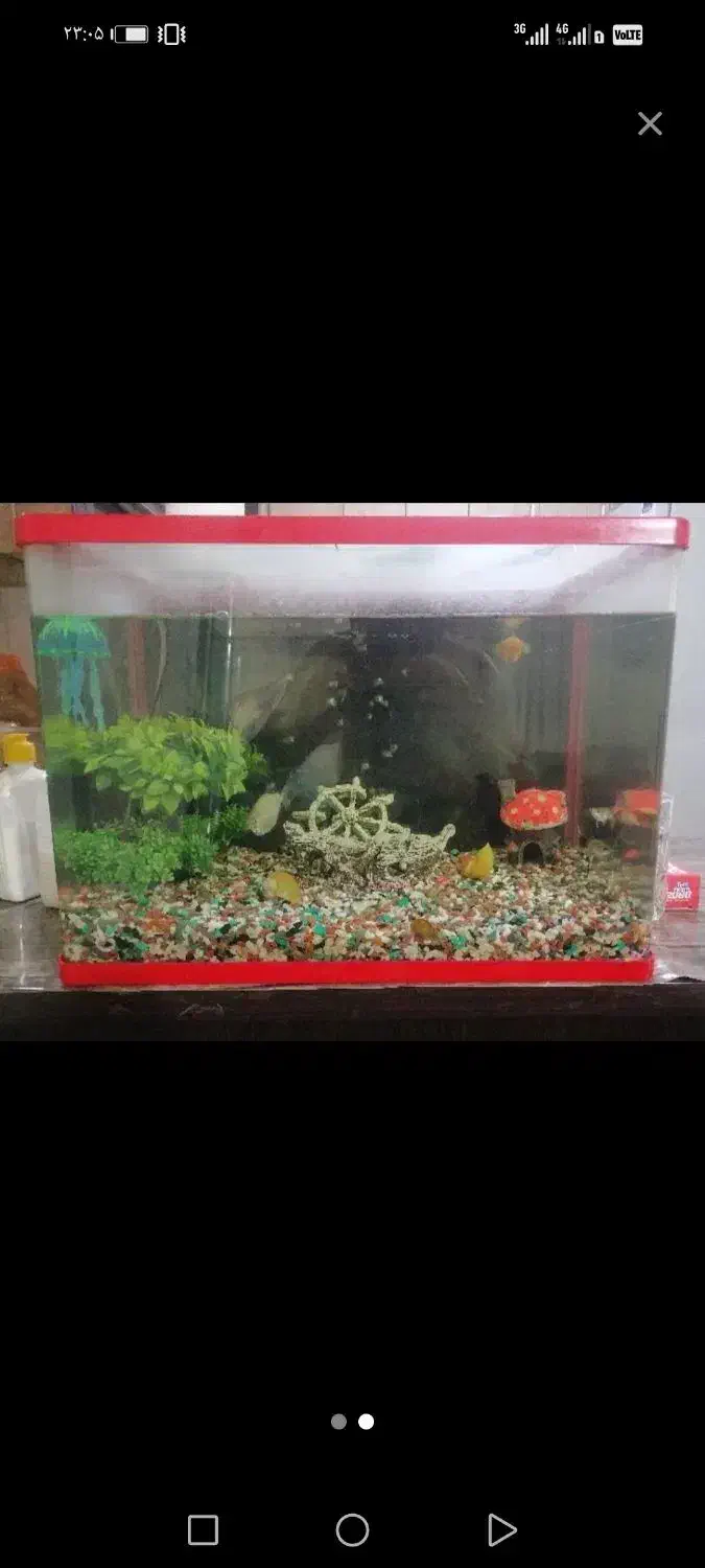 اگواریوم با تمام لوازم چندتا ماهی|ماهی|قدس, شهرقدس|دیوار