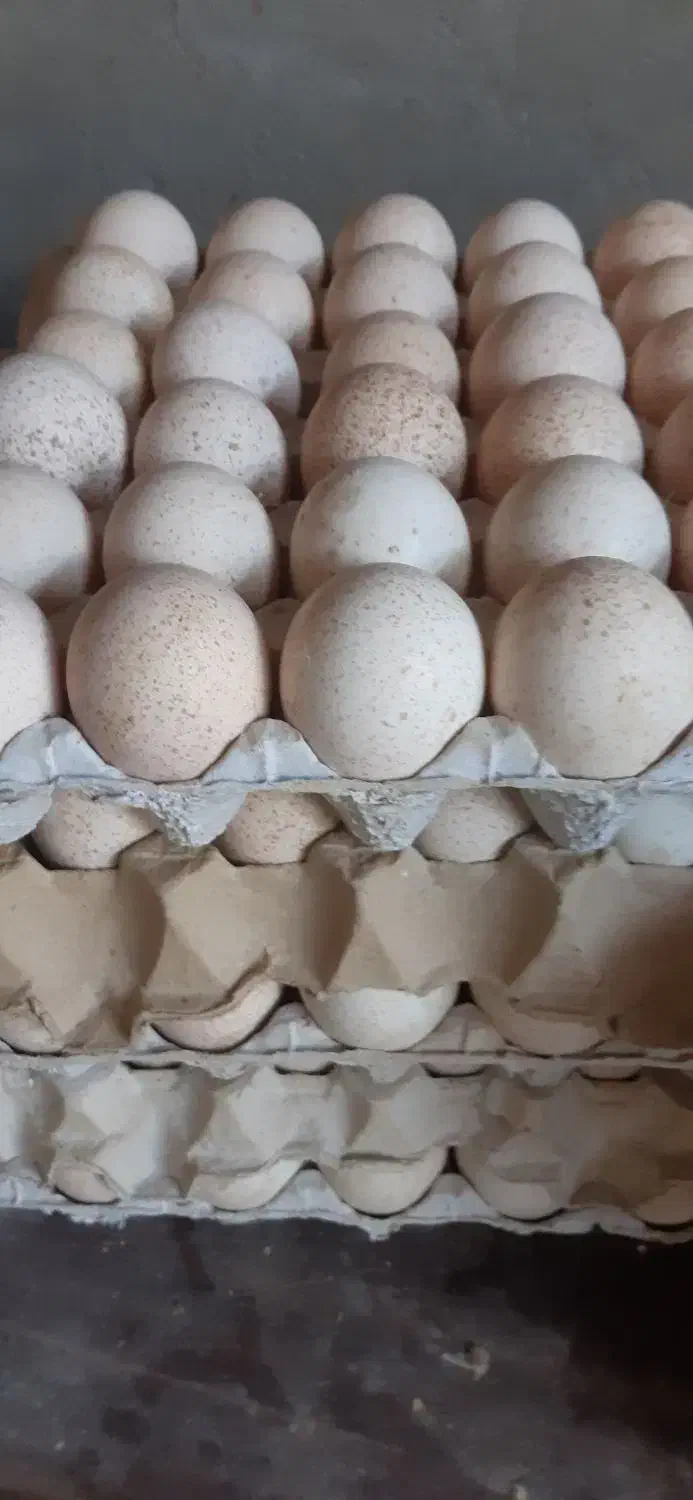 فروش تخم بوقلمون بوربون نطفهدار|حیوانات مزرعه|بروجرد, |دیوار