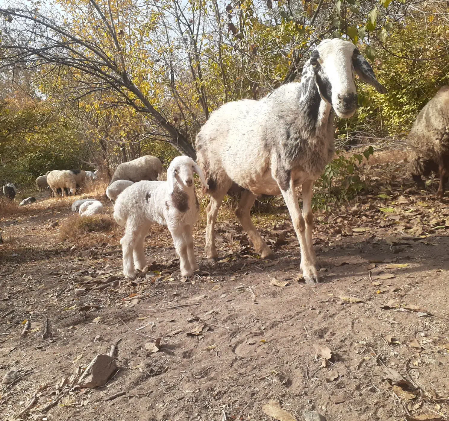 میش بره دار جون|حیوانات مزرعه|سیرجان, |دیوار