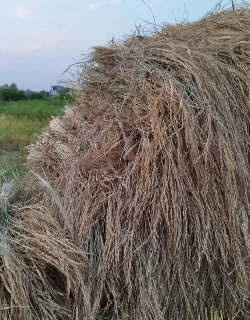 برنج فوق اعلا از مزارع گیلان .ماسال شاندرمن.|خوردنی و آشامیدنی|محمدشهر, سیدآباد|دیوار