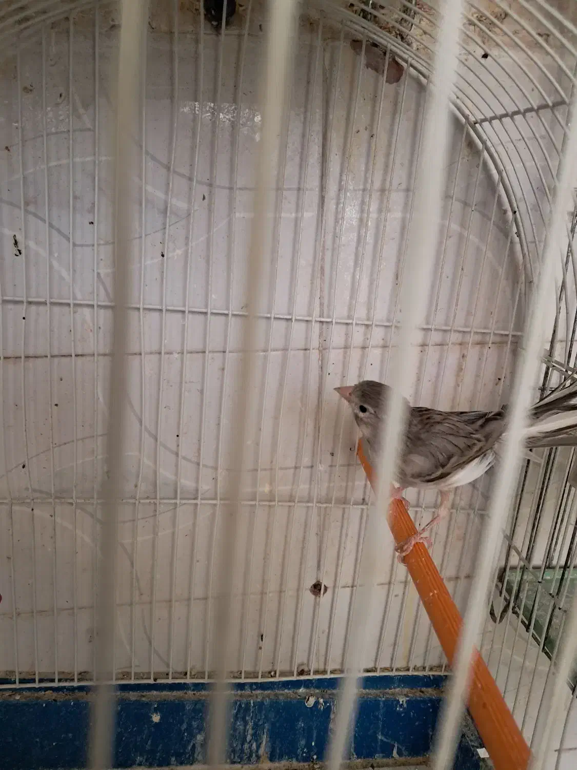 قناری نر طوسی اماده|پرنده|تبریز, |دیوار