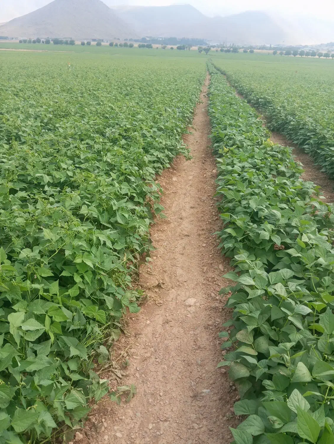 کاه لوبیا درجه یک|حیوانات مزرعه|زاغه, |دیوار