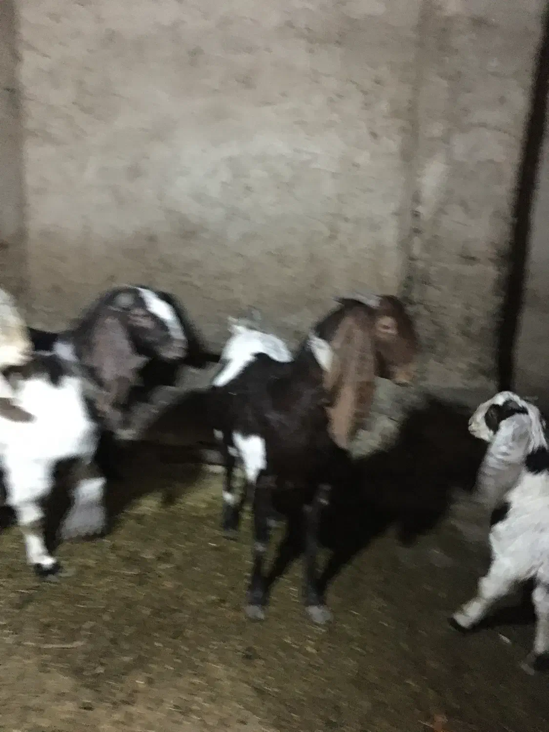 ۸راس بزپاکستانی|حیوانات مزرعه|شهریار, یوسف آباد صیرفی|دیوار