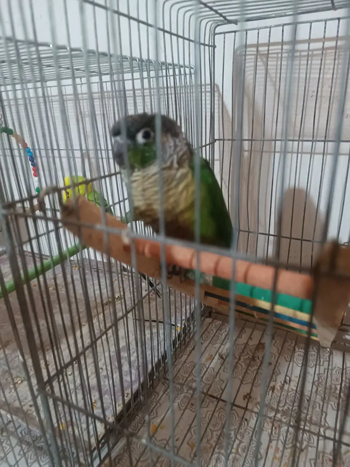 گرینچیک|پرنده|کردکوی, |دیوار