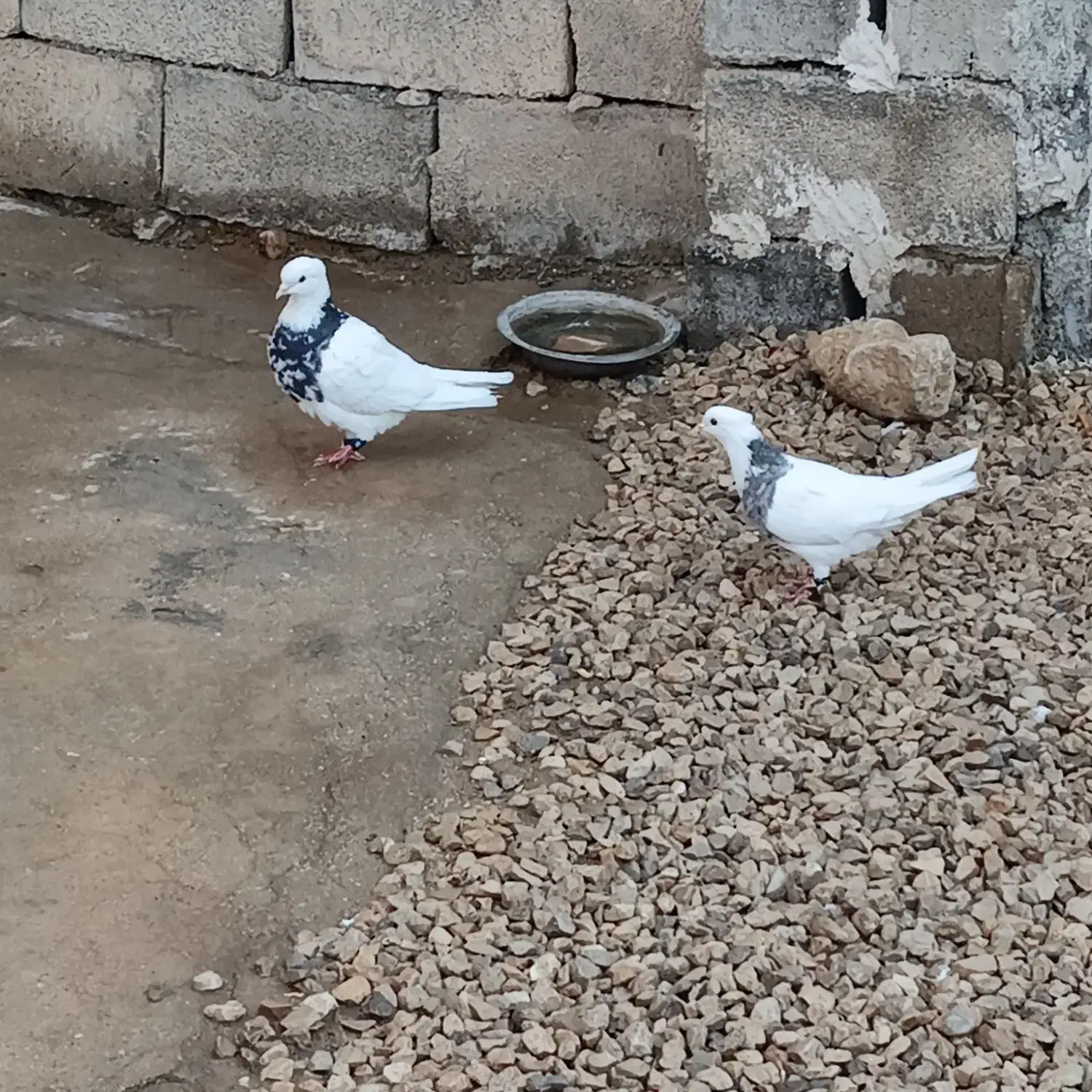 طوقی|پرنده|دهدشت, |دیوار