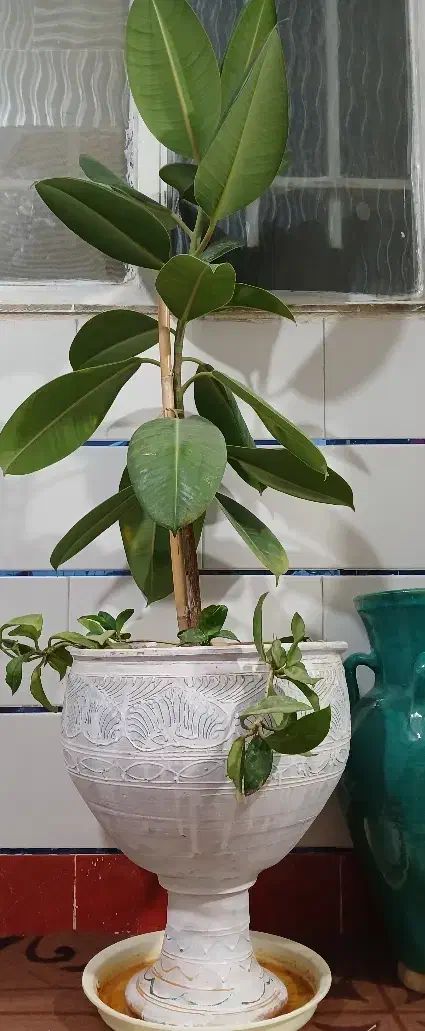 گل طبیعی فیکوس|گل و گیاه طبیعی|خمین, |دیوار