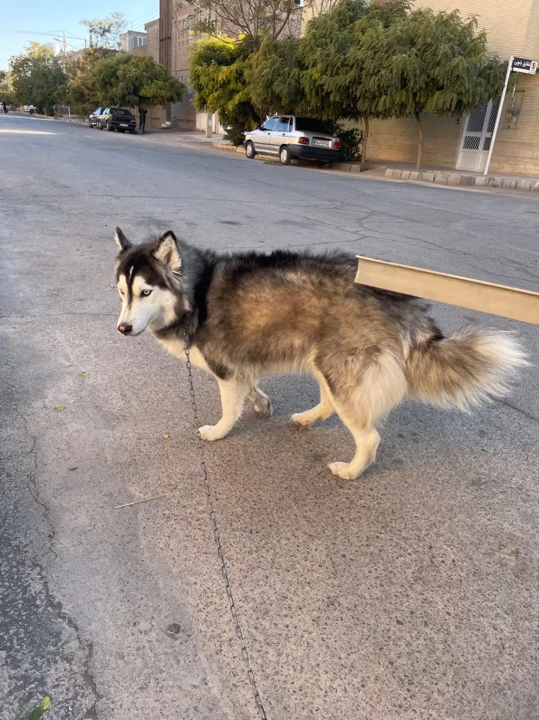 واگذاری هاسکی|سگ|کرمان, |دیوار