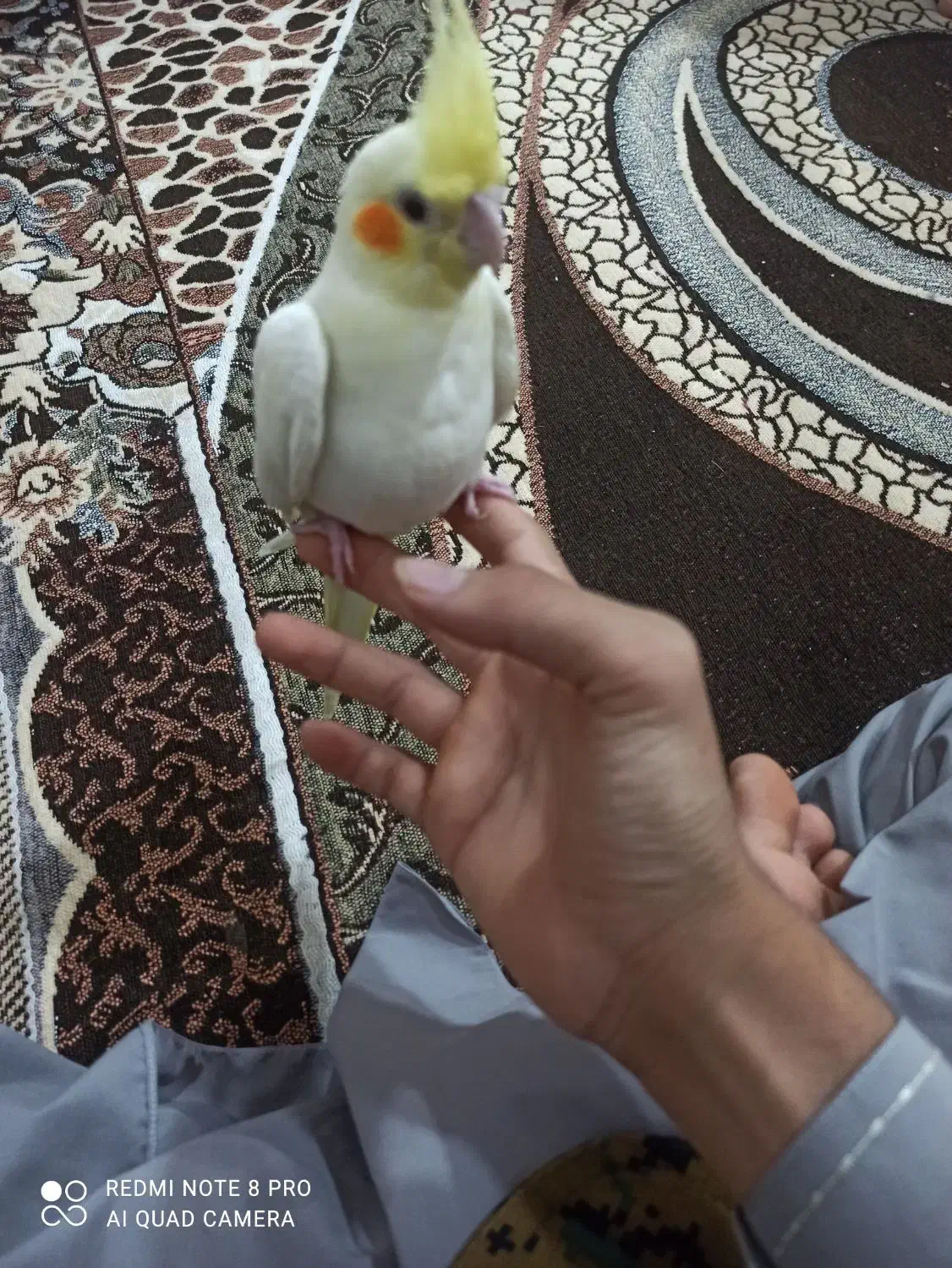 عروس هلندی|پرنده|سراوان, |دیوار