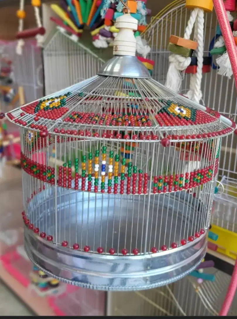 پرنده قناری سهره|پرنده|مرودشت, علیآباد|دیوار