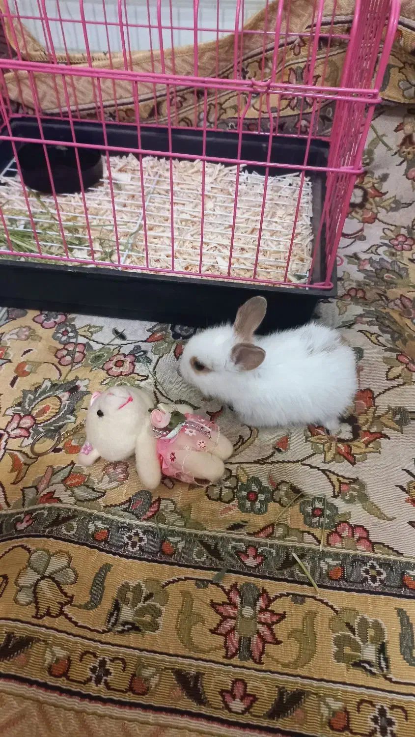 خرگوش|موش و خرگوش|کرج, عظیمیه|دیوار