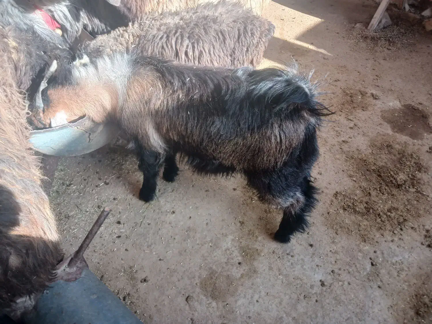 سه راس کهره نر|حیوانات مزرعه|دهدشت, |دیوار