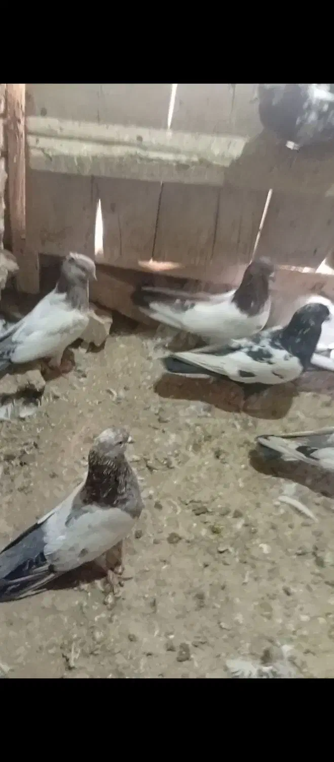 کبوتر کله دم پرشی|پرنده|بیجار, |دیوار