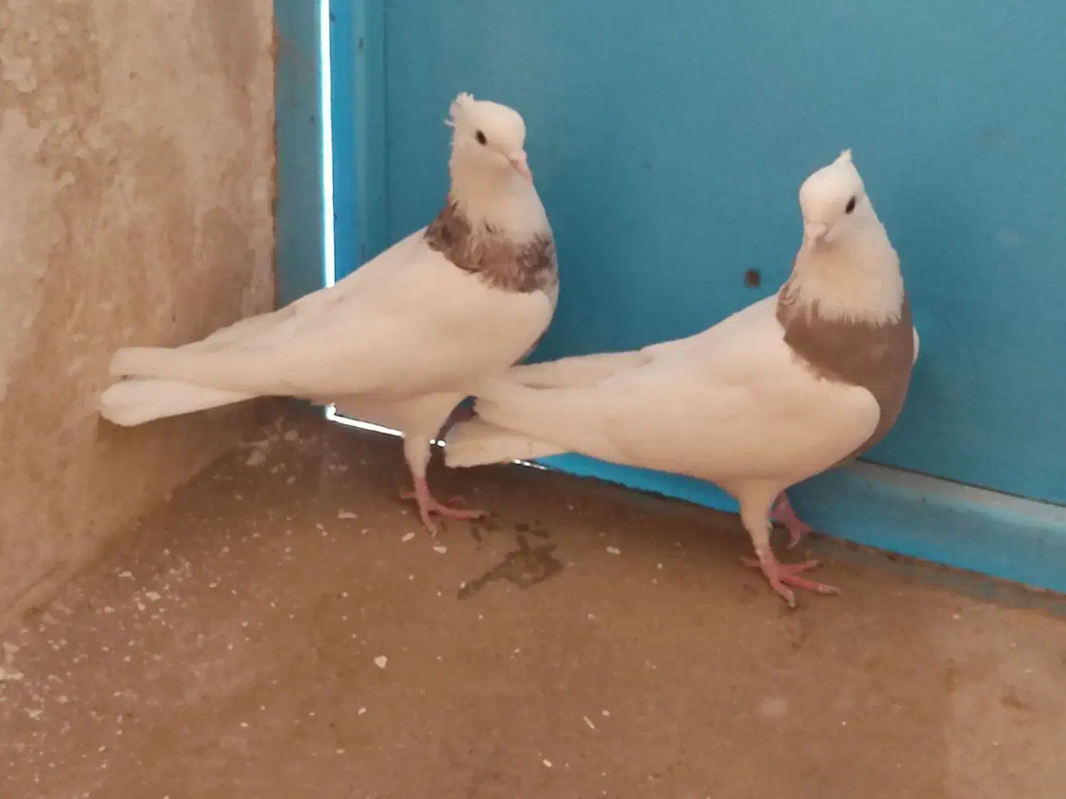 طوقی.|پرنده|کبودرآهنگ, |دیوار