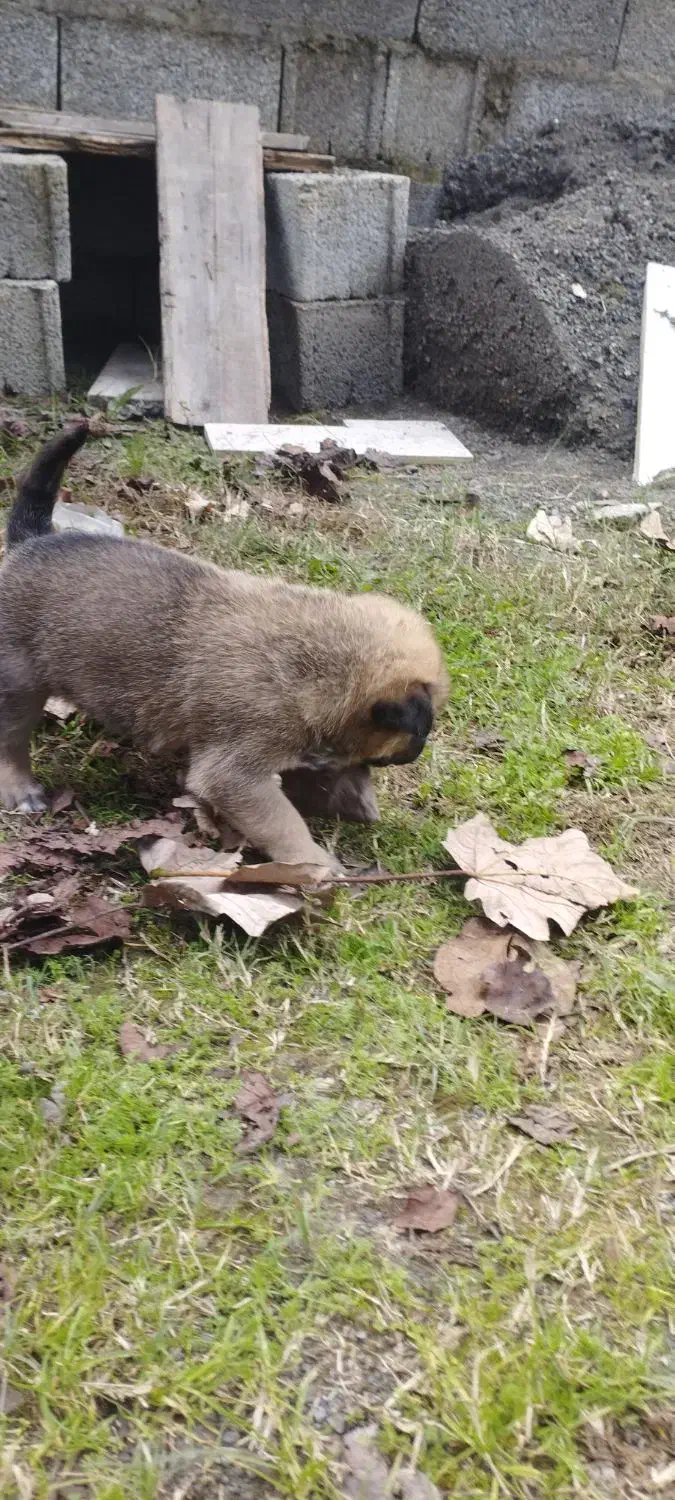 سگ محلی|سگ|اسالم, |دیوار