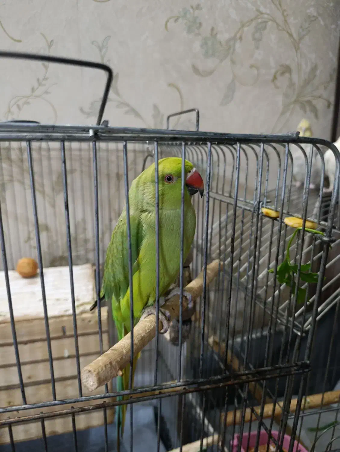 طوطی ملنگو|پرنده|شهریار, شهرک شاهد|دیوار