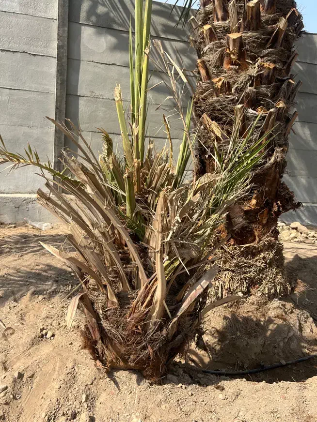 فروش انواع پاجوش نخل بهترین کیفیت|گل و گیاه طبیعی|میناب, |دیوار