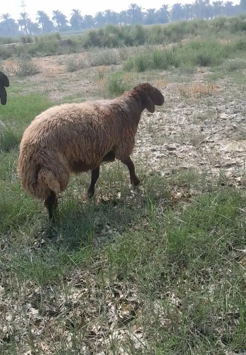 قوچ|حیوانات مزرعه|اهواز, منازل کارون|دیوار