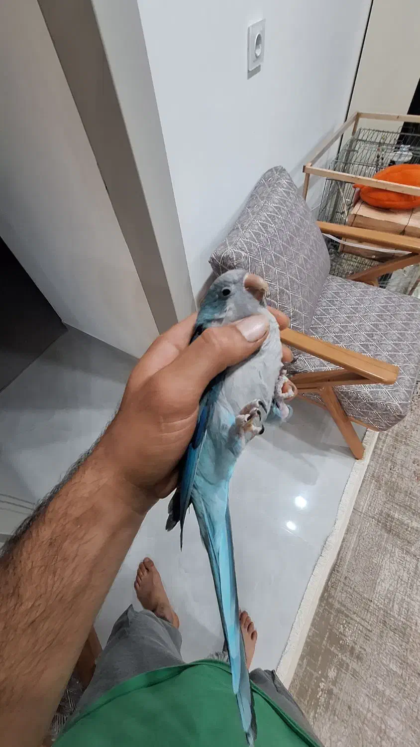 طوطی راهب نر|پرنده|علی‌آباد کتول, |دیوار