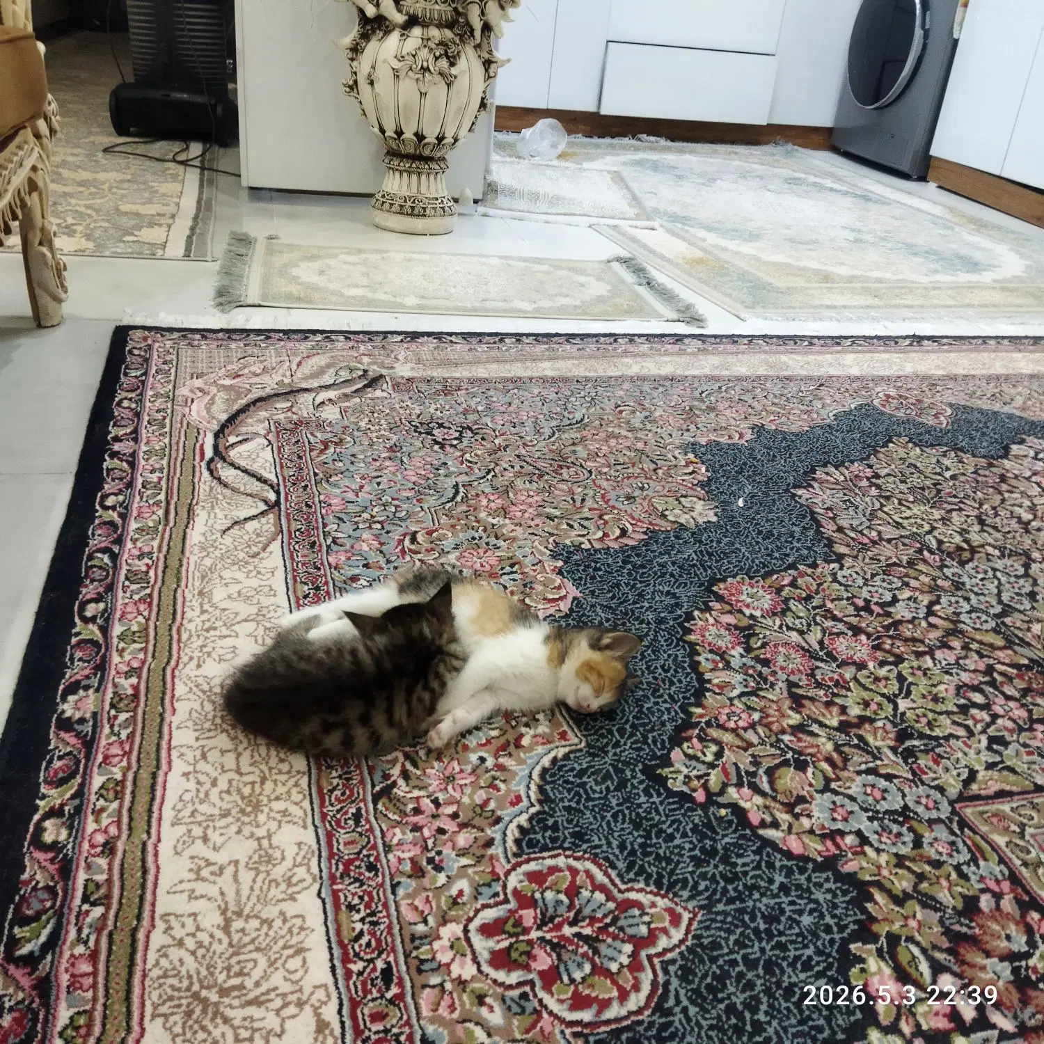 گربه|گربه|کرمان, |دیوار