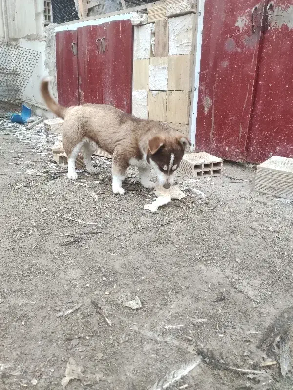 سگ پا کوتاه|سگ|بناب, |دیوار