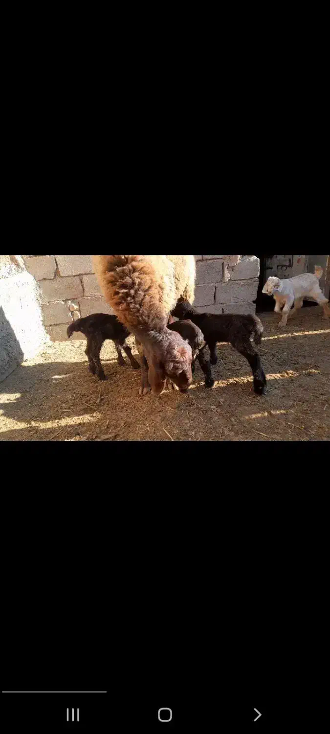 میش همو و هترو و بره ماده هترو و بره همو نر|حیوانات مزرعه|میان جلگه, |دیوار